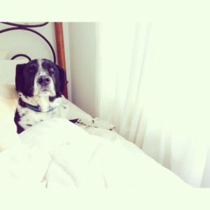 1601187_10152236272535396_664731633_n